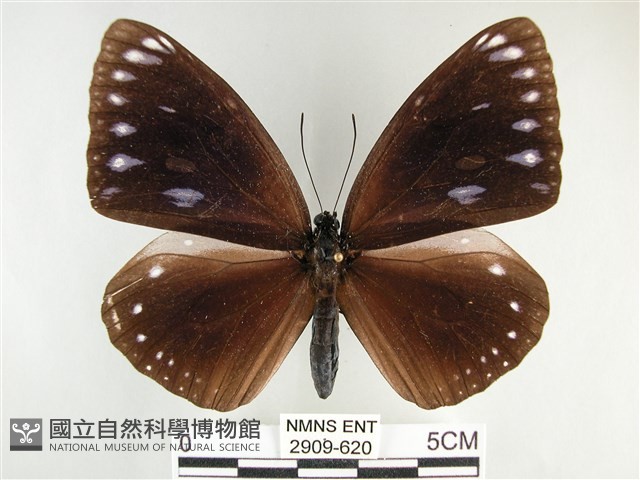 圓翅紫斑蝶藏品圖，第1張