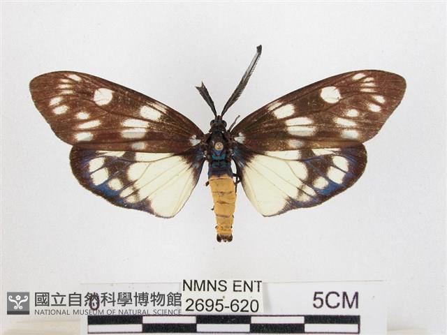 蓬萊茶斑蛾藏品圖，第1張