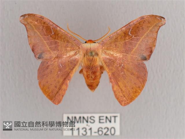 L紋帶鉤蛾藏品圖，第1張