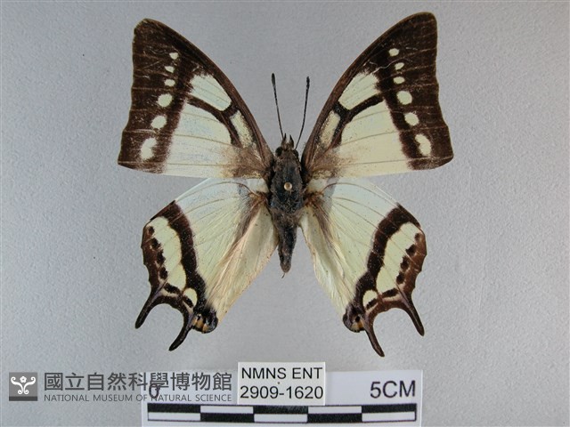小雙尾蛺蝶藏品圖，第1張