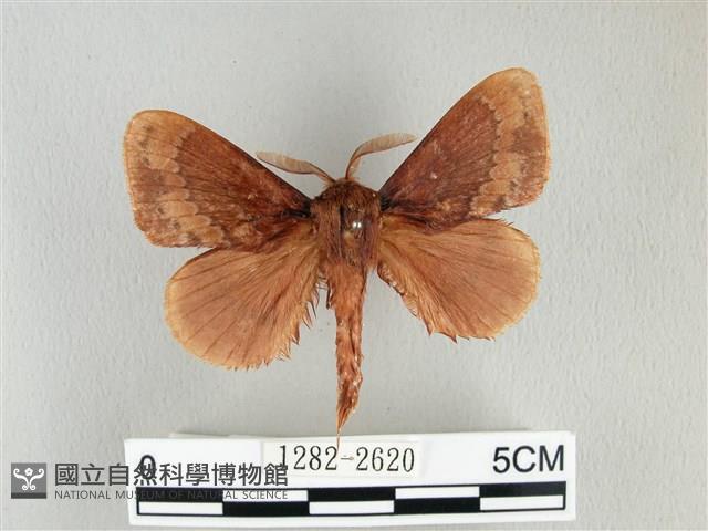 鋸紋枯葉蛾藏品圖，第1張