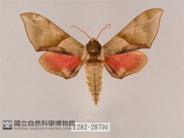 榆綠天蛾藏品圖，第1張