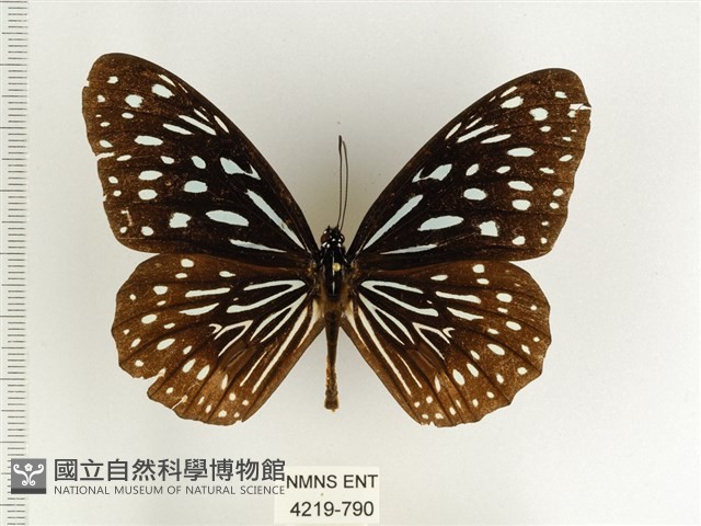 小紋青斑蝶藏品圖，第1張