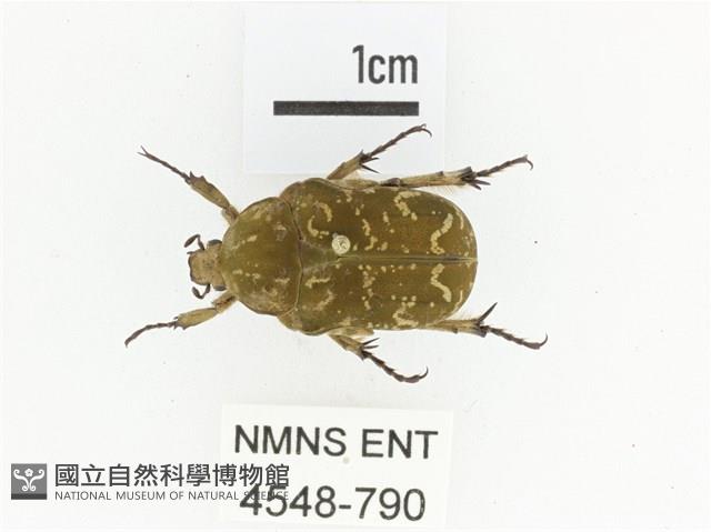 銅點花金龜藏品圖，第1張