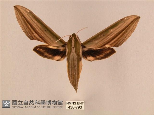棕綠背線天蛾藏品圖，第1張