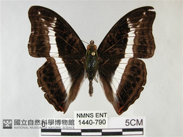 紫俳線蛺蝶藏品圖，第1張