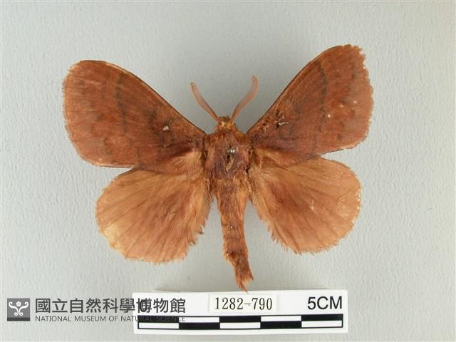 波紋枯葉蛾藏品圖，第1張