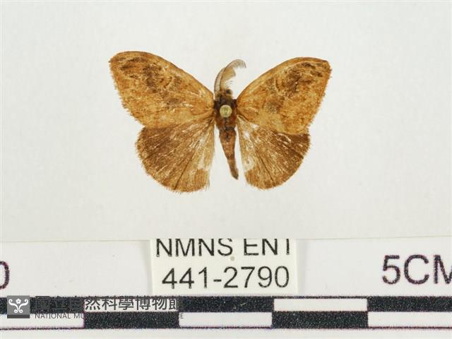 小白紋毒蛾藏品圖，第1張