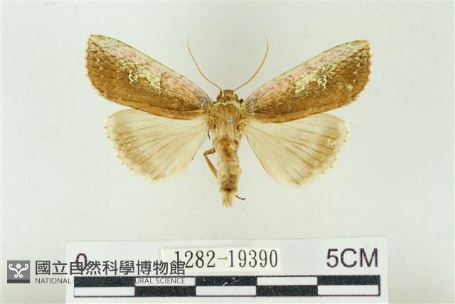 粉太波紋蛾藏品圖，第1張