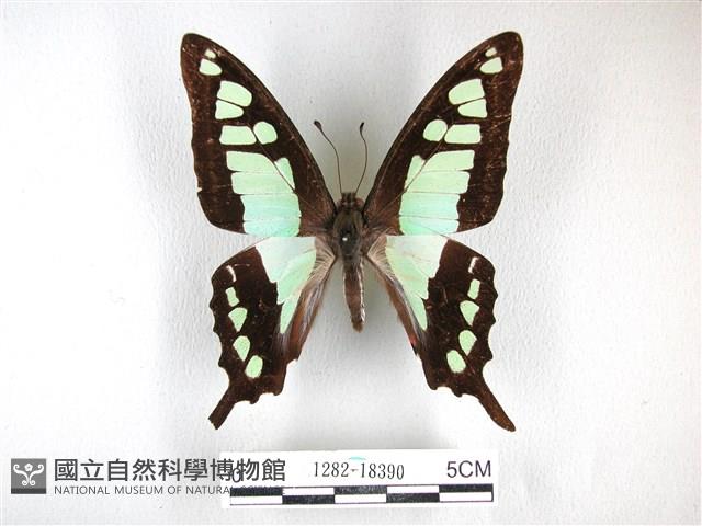 寬帶青鳳蝶藏品圖，第1張