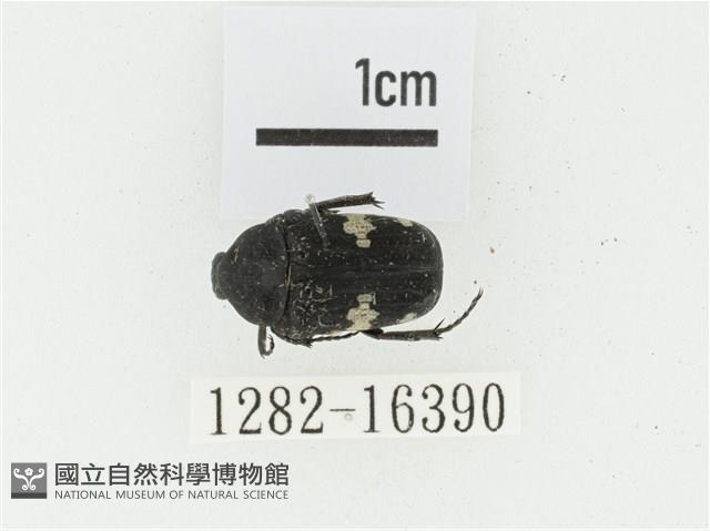 偽橫斑黑花金龜藏品圖，第1張