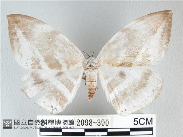 圓翅大鉤蛾藏品圖，第1張