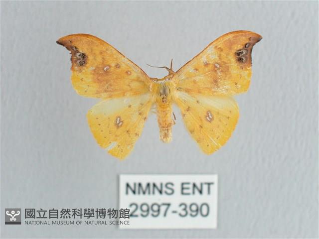 銀斑黃鉤蛾藏品圖，第1張
