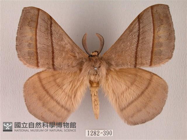 黑胸帶蛾藏品圖，第1張