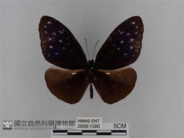 異紋紫斑蝶藏品圖，第1張