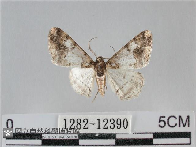 雙峰霜尺蛾藏品圖，第1張