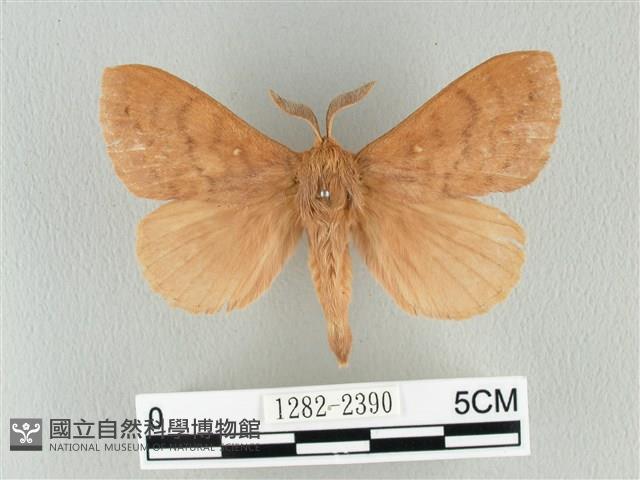 波紋枯葉蛾藏品圖，第1張