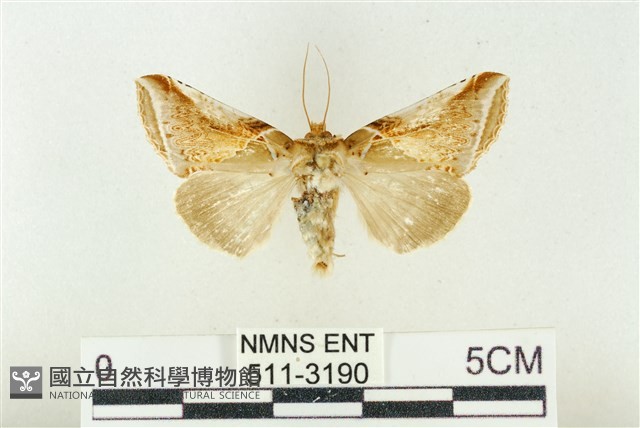 印華波紋蛾藏品圖，第1張