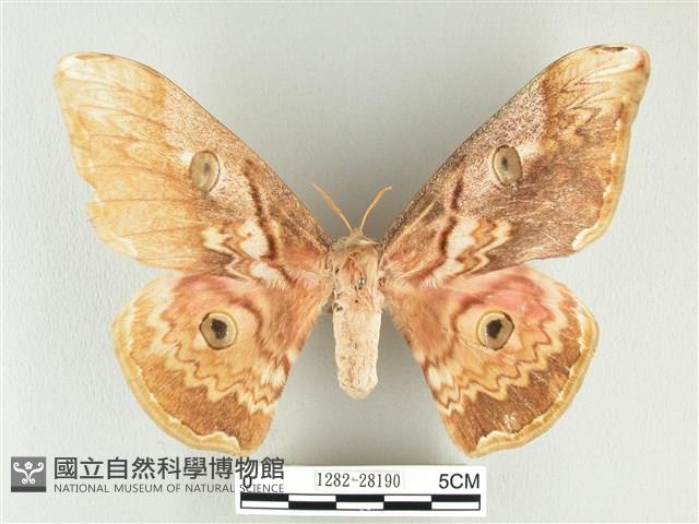大綠目天蠶蛾藏品圖，第1張
