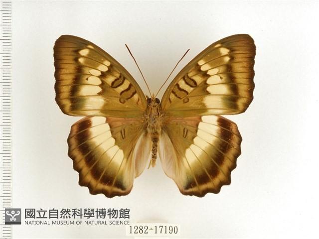 臺灣翠蛺蝶藏品圖，第1張
