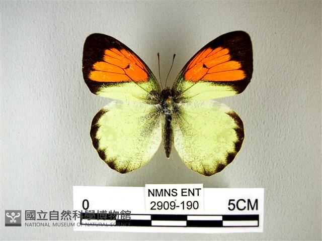 異粉蝶、雌白黃蝶藏品圖，第1張