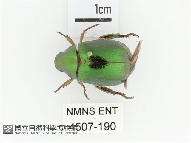 綠艷金龜藏品圖，第1張