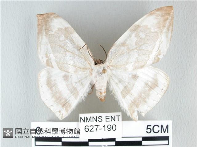 圓翅大鉤蛾藏品圖，第1張