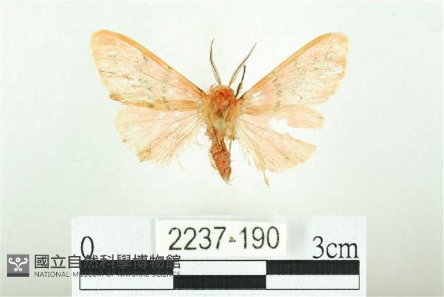 三條橙燈蛾藏品圖，第1張