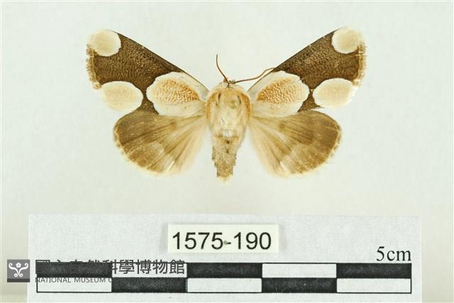 臺灣斑蕊夜蛾藏品圖，第1張