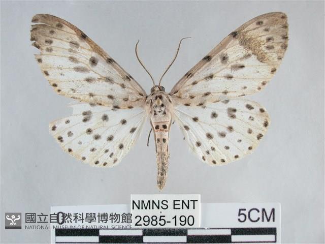 大胡麻斑星尺蛾藏品圖，第1張