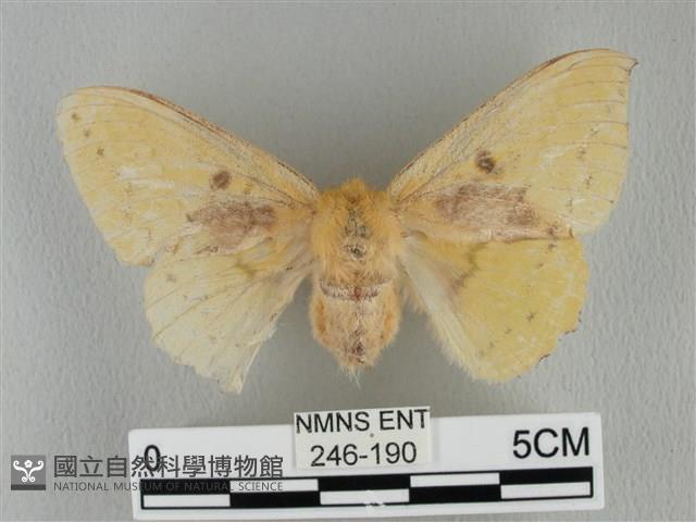 青枯葉蛾藏品圖，第1張