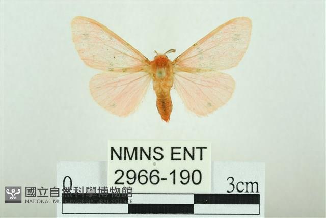 三條橙燈蛾藏品圖，第1張