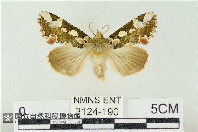 連珠波紋蛾藏品圖，第1張