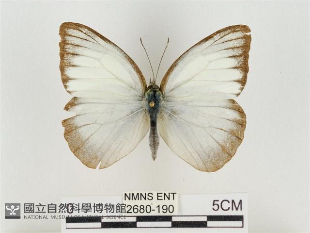 淡褐脈粉蝶藏品圖，第1張