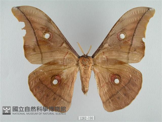 姬透目天蠶蛾藏品圖，第1張