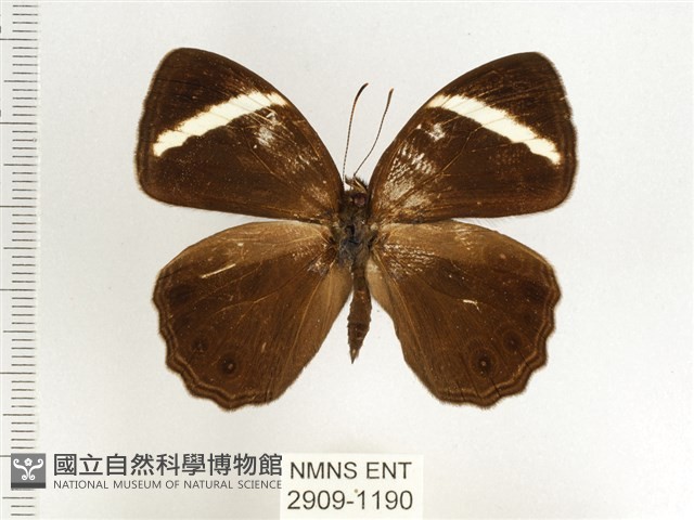 玉帶黛眼蝶藏品圖，第1張