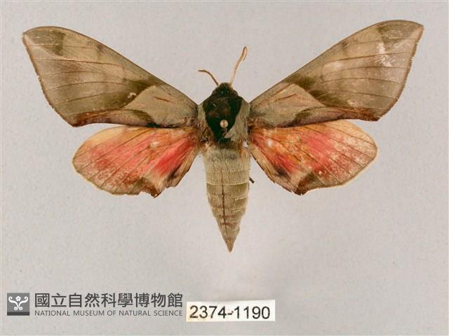 榆綠天蛾藏品圖，第1張