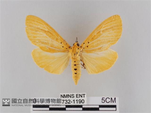 橙擬燈蛾藏品圖，第1張