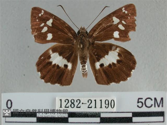 玉帶弄蝶藏品圖，第1張