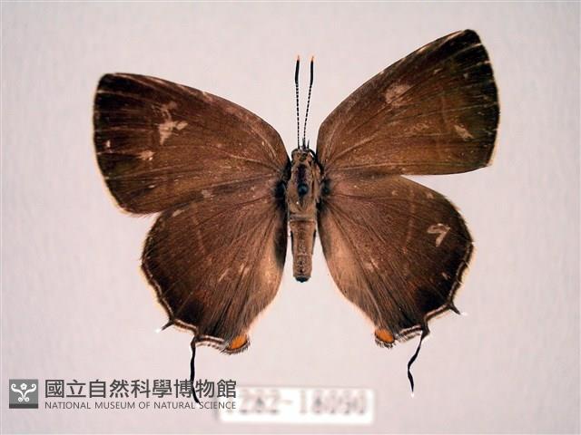 臺灣洒灰蝶藏品圖，第1張