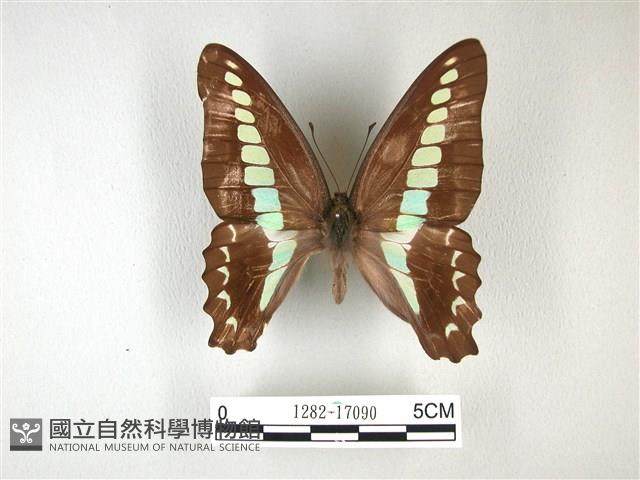 青帶鳳蝶藏品圖，第1張