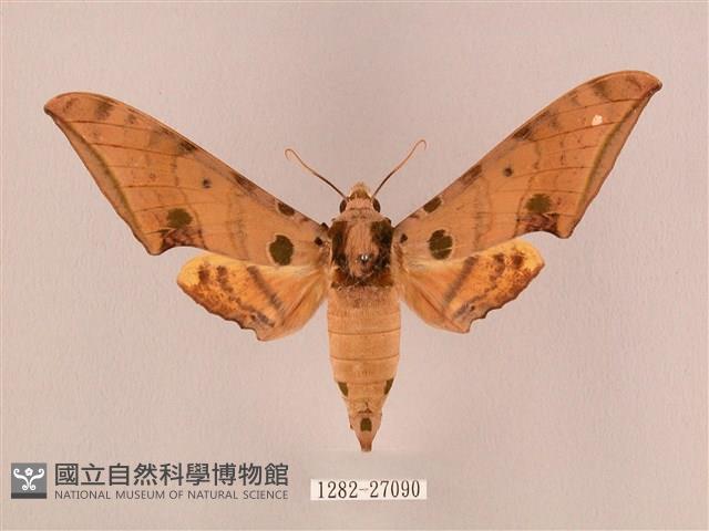 裂斑鷹翅天蛾藏品圖，第1張