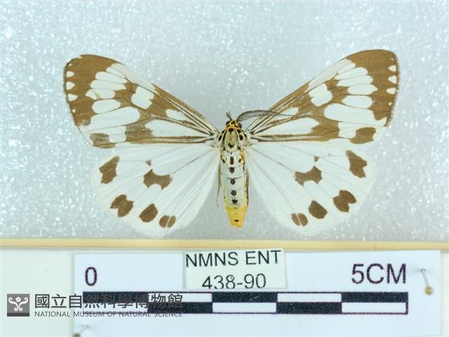 粉蝶燈蛾藏品圖，第1張