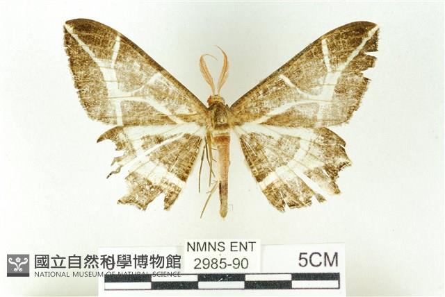 樹形尺蛾藏品圖，第1張