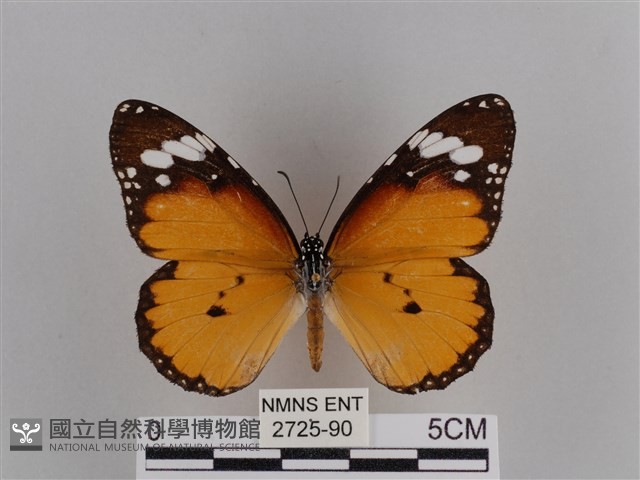 樺斑蝶藏品圖，第1張