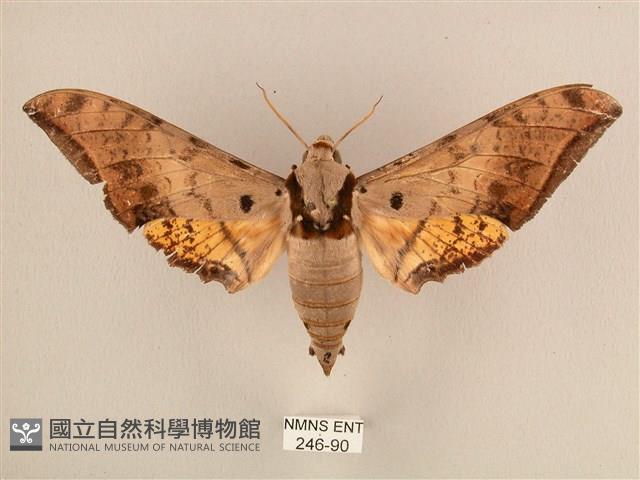 臺灣鷹翅天蛾藏品圖，第1張