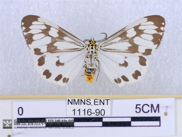 粉蝶燈蛾藏品圖，第1張