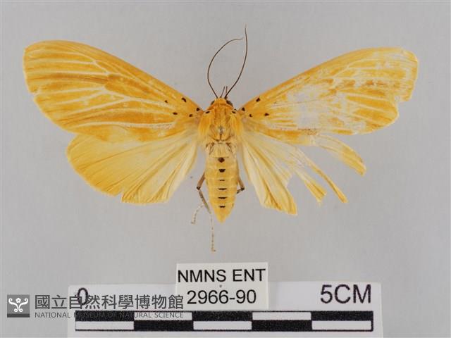 橙擬燈蛾藏品圖，第1張