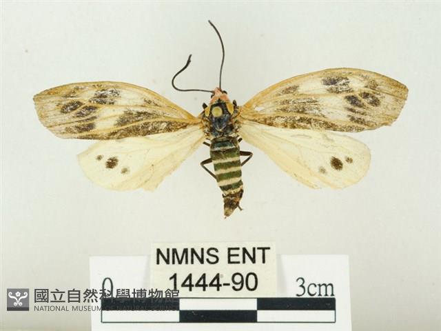史氏狹翅螢斑蛾藏品圖，第1張