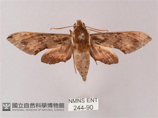 雙斑白肩天蛾藏品圖，第1張